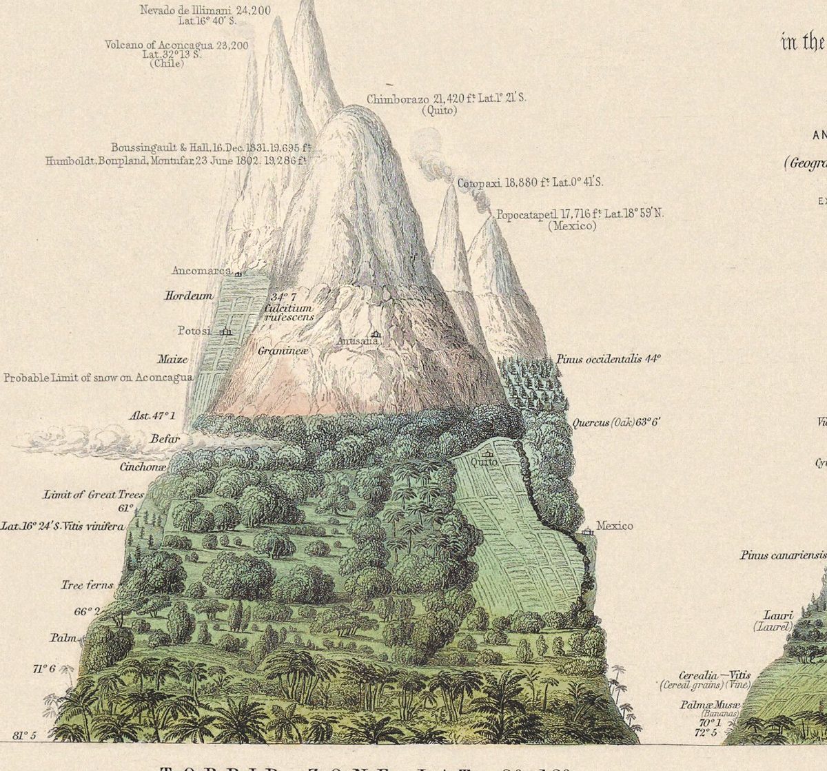 Andy w profilu: Chimborazo z wysokością osiągniętą przez Humboldta, Bonplanda i Montufara 23 czerwca 1802 roku oraz przez Boussingaulta i Halla 16 grudnia 1831 roku, palmy u podnóża, Quito i Meksyk na uprawnym zboczu