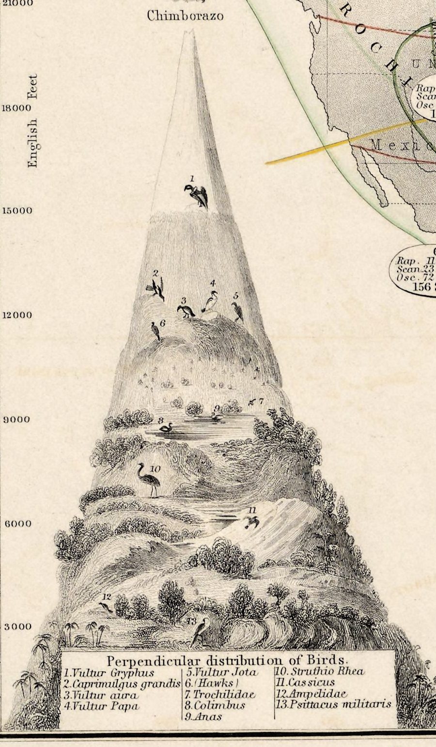 Chimborazo on a scale of English feet: thirteen numbered birds by height, with the condor highest, above 15,000 feet.