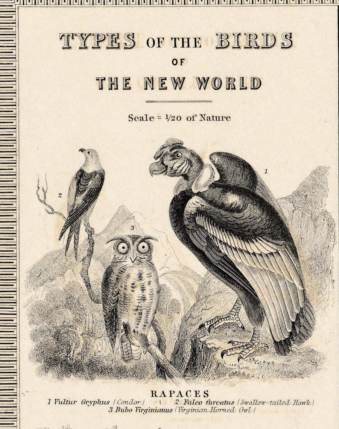 Top left corner: Types of the Birds of the New World, at one twentieth of natural size — the condor, the swallow-tailed hawk and the Virginian horned owl.