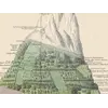 Stara mapa świata ok. 1845 — Johnston, geografia roślin — detal 3
