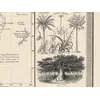 Stara mapa świata ok. 1845 — Johnston, geografia roślin — detal 5