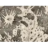 Antique Star Chart 1700 — Allard, Southern Celestial Hemisphere — detail 3: luna map