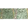 Antique Star Chart c. 1772 — Lotter, Planisphaerium Coeleste — before and after restoration