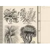Antique World Map 1848 — Johnston, Botanical Geography — detail 5: plant vignettes