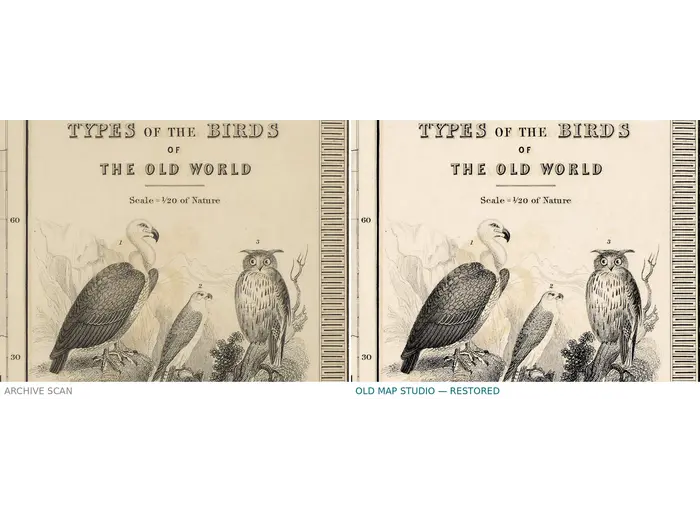 Antique World Map 1848 — Johnston, Zoological Geography — before and after restoration