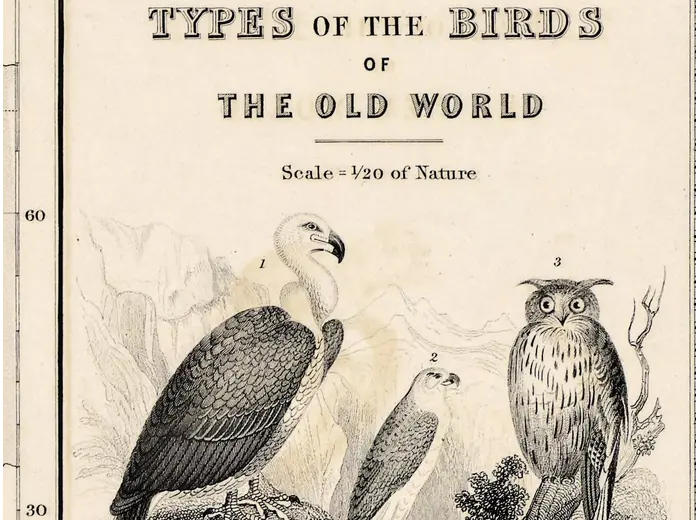 Antique World Map 1848 — Johnston, Zoological Geography — detail 3: birds old world