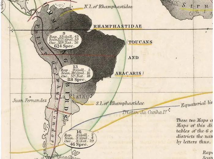 Antique World Map 1848 — Johnston, Zoological Geography — detail 4: south america