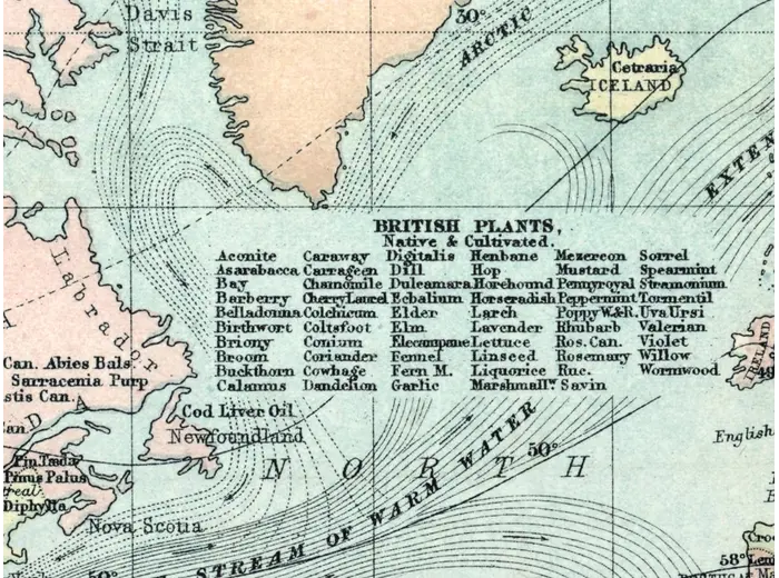 Detail at 1:1 — British Isles with the native medicinal plants named on the sheet