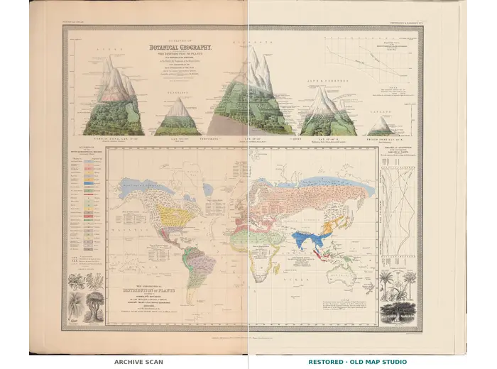 Stara mapa świata ok. 1845 — Johnston, geografia roślin — cały arkusz przed i po restauracji