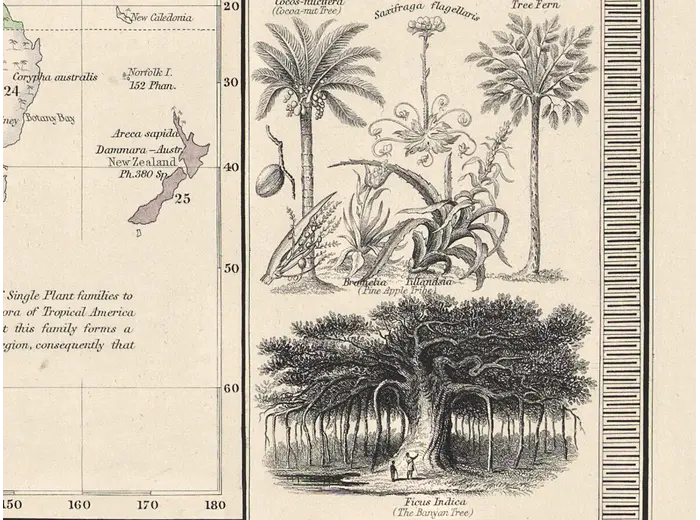 Stara mapa świata ok. 1845 — Johnston, geografia roślin — detal 5