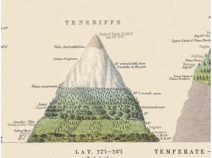 Stara mapa świata ok. 1845 — Johnston, geografia roślin — detal 7