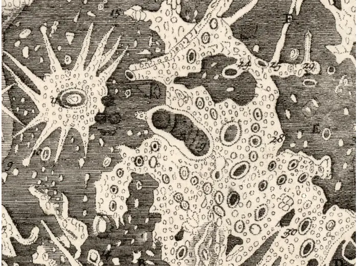 Antique Star Chart 1700 — Allard, Southern Celestial Hemisphere — detail 3: luna map