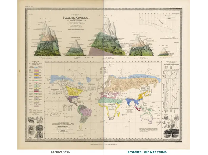Antique World Map 1848 — Johnston, Botanical Geography — full sheet before and after restoration