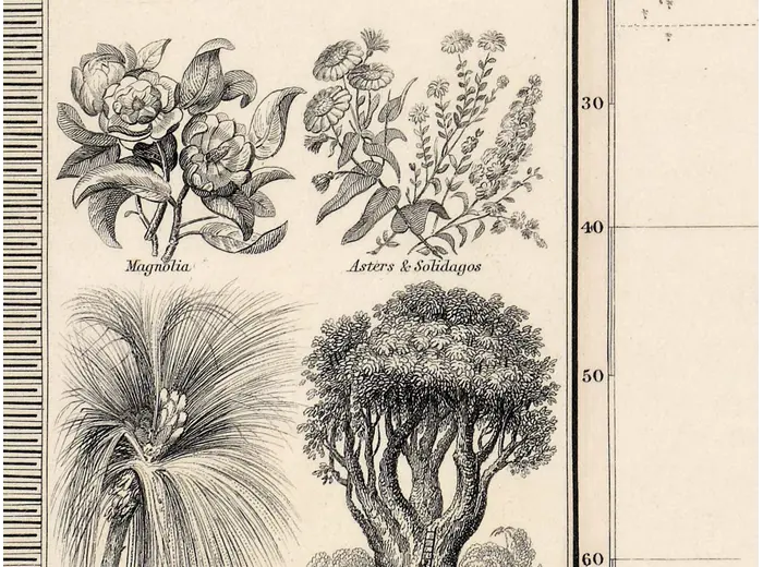 Antique World Map 1848 — Johnston, Botanical Geography — detail 5: plant vignettes
